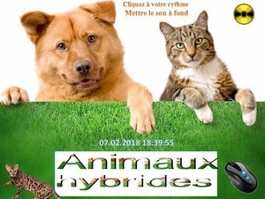 animaux_hybrides_chantha