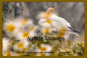 nature_sauvage_2_jackdidier